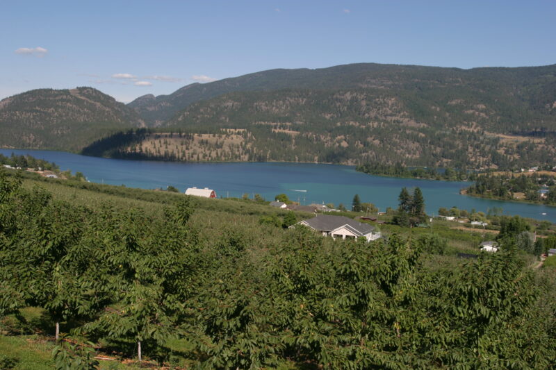 Apple Orchard in British Columbia — British Columbia, Canada, Okanagan Valley, Agriculture, Corn