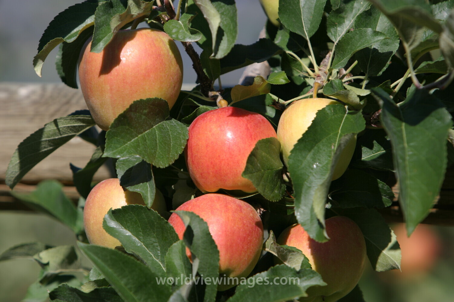 Apples on the Tree Ready for Picking