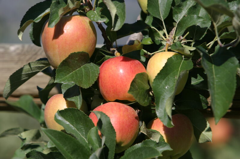 Apples on the Tree Ready for Picking — Apples on the tree, ripe for the picking, (and eating!) — British Columbia, Canada, Okanagan Valley, Agriculture, Fruit