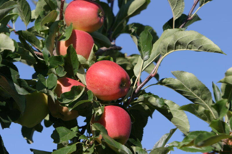 Apples on the Tree Ready for Picking — Apples on the tree, ripe for the picking, (and eating!) — British Columbia, Canada, Okanagan Valley, Agriculture, Fruit