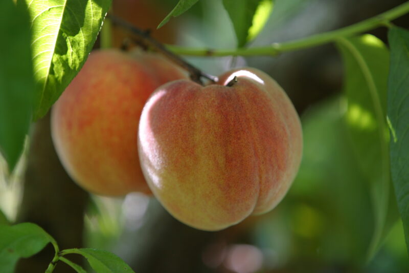 Peaches on the Tree — British Columbia, Canada, Okanagan Valley, Agriculture, Fruit
