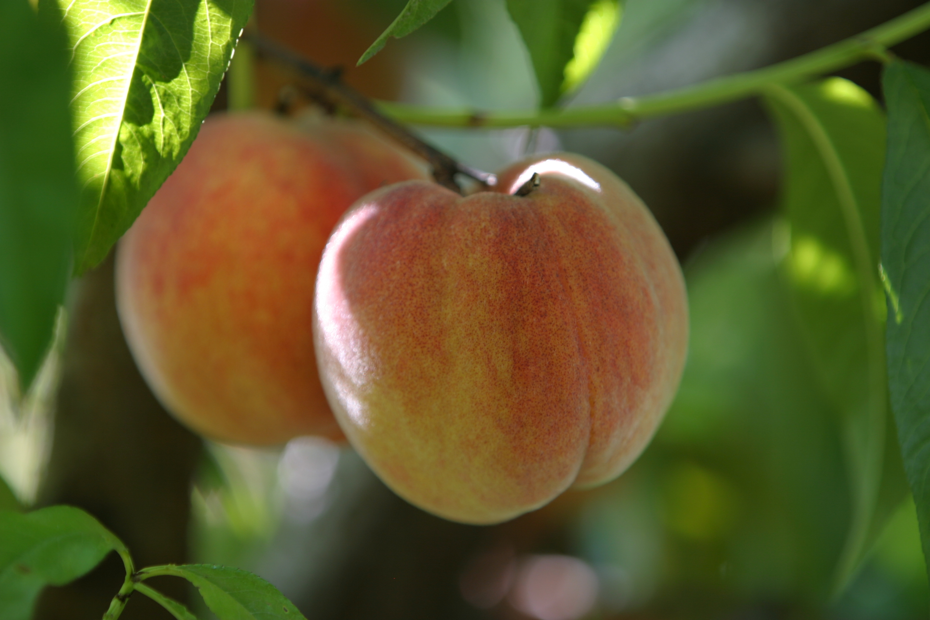 Peaches on the Tree
