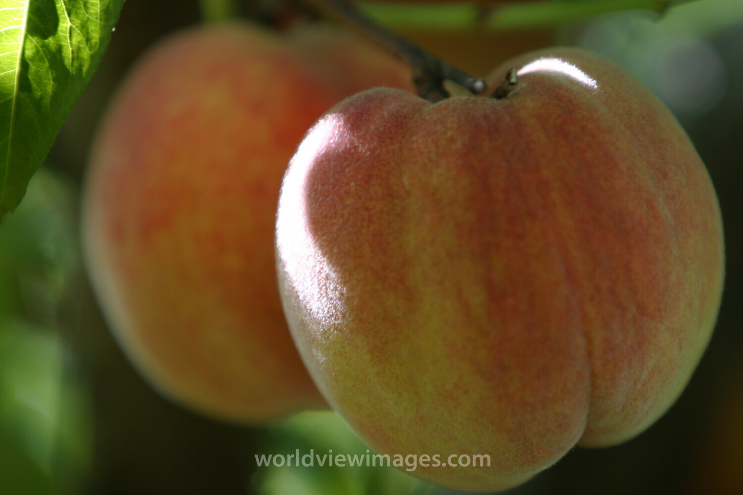 Peaches on the Tree