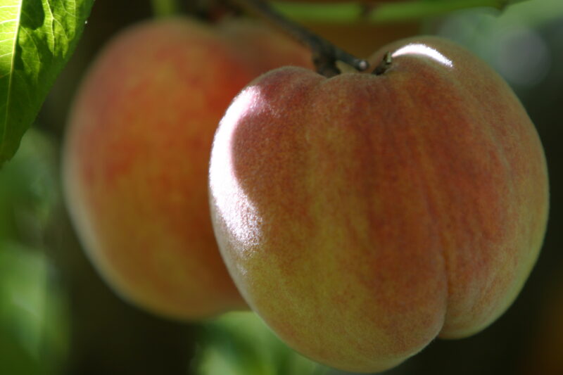 Peaches on the Tree — British Columbia, Canada, Okanagan Valley, Agriculture, Fruit
