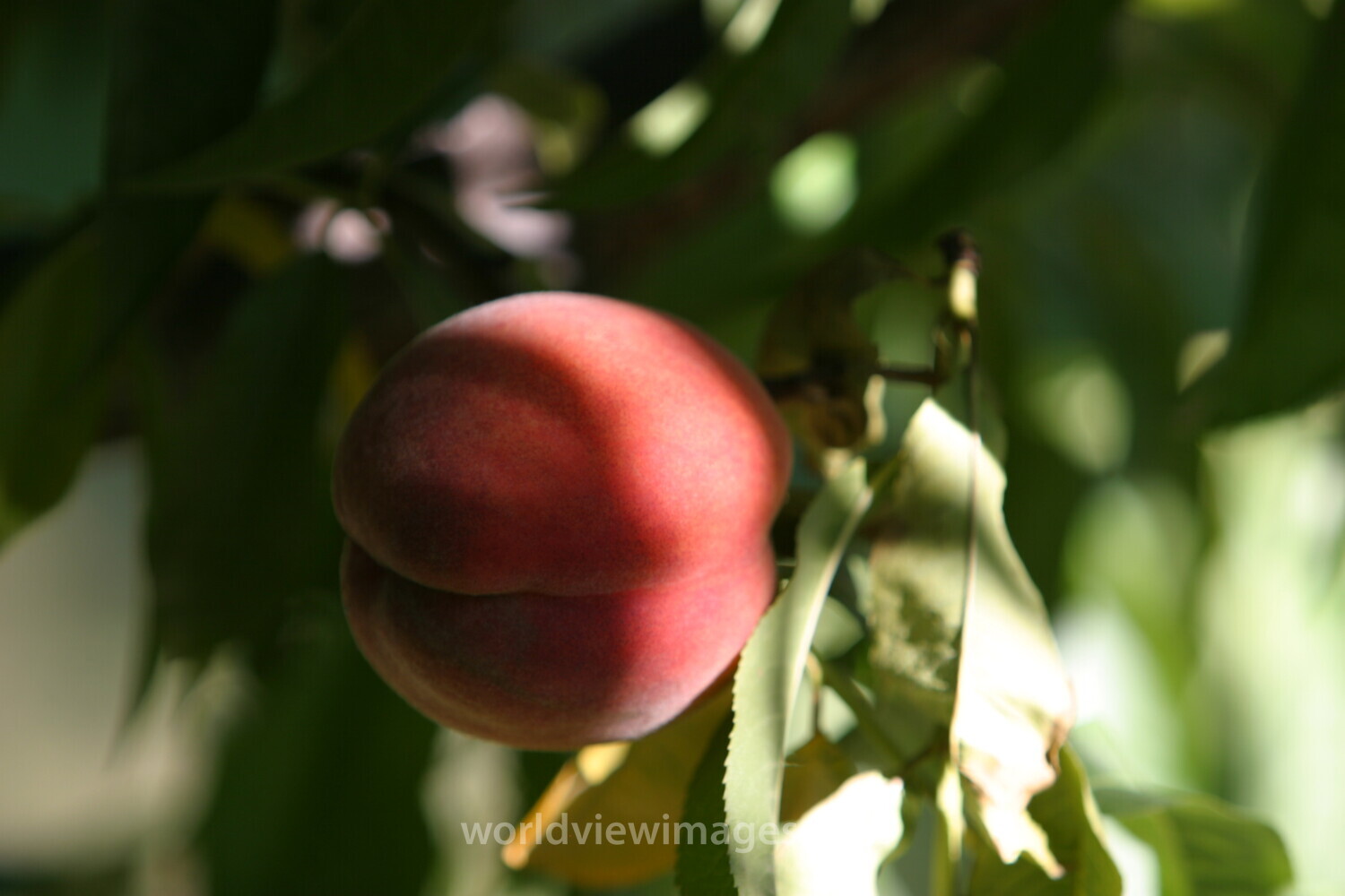 Peaches on the Tree