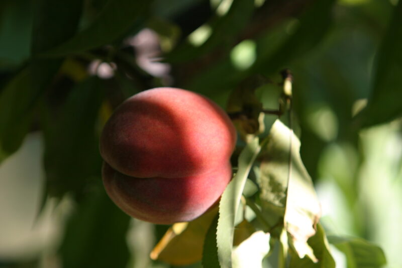 Peaches on the Tree — British Columbia, Canada, Okanagan Valley, Agriculture, Fruit