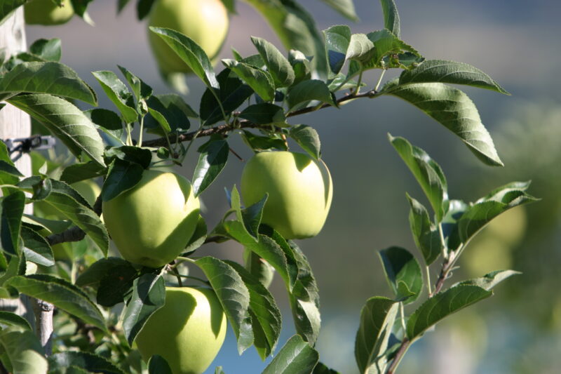 Apples on the Tree — British Columbia, Canada, Okanagan Valley, Agriculture, Fruit