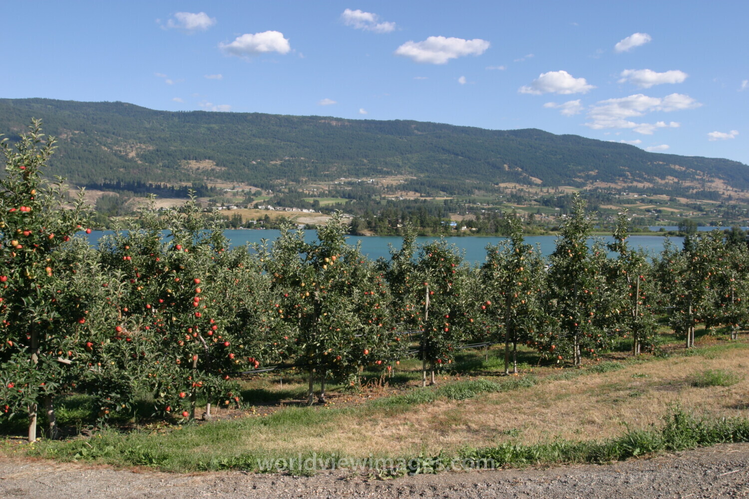 Apple Orchard in British Columbia