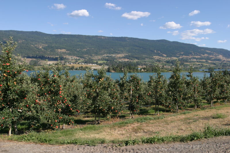 Apple Orchard in British Columbia — British Columbia, Canada, Okanagan Valley, Agriculture, Corn