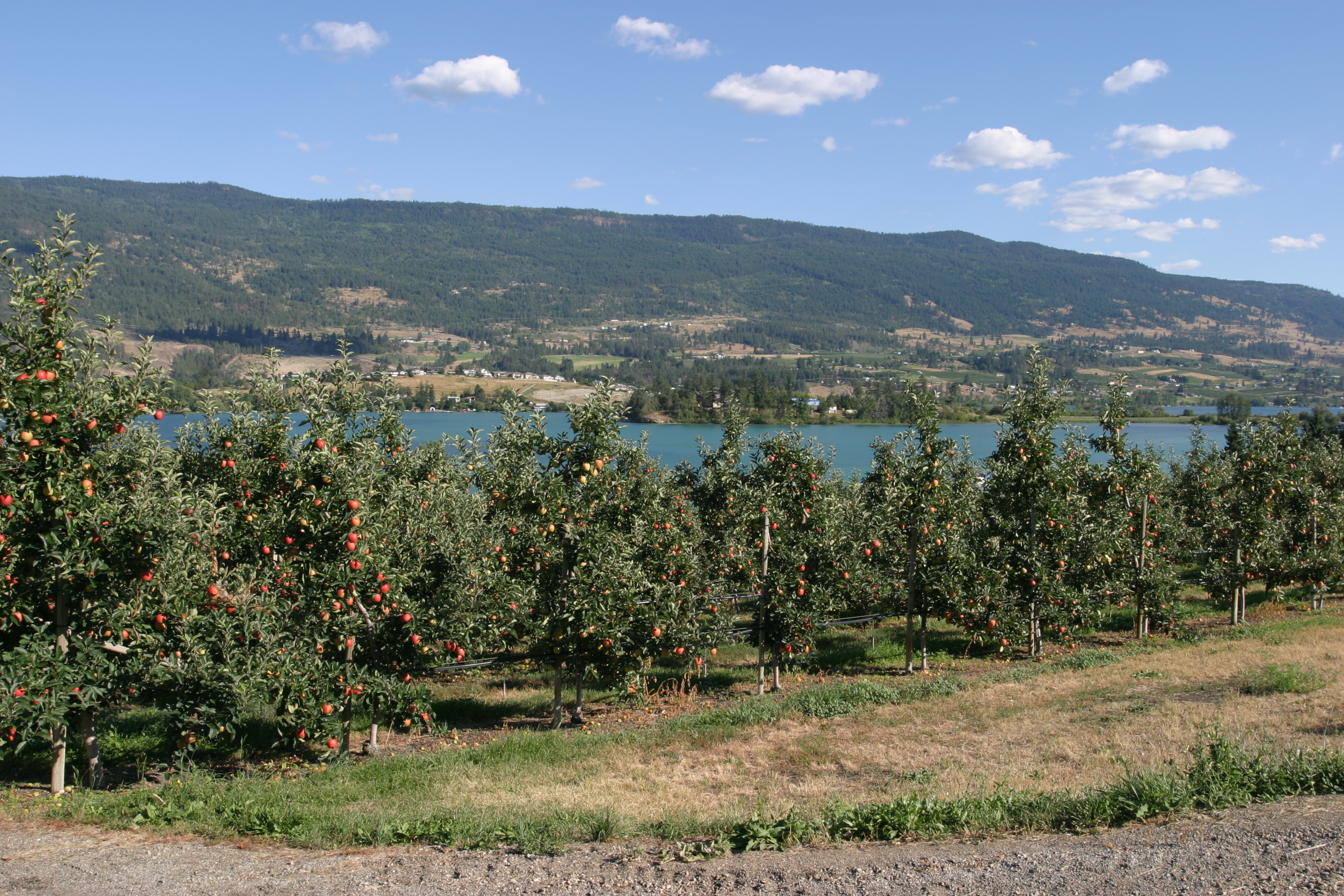 Apple Orchard in British Columbia