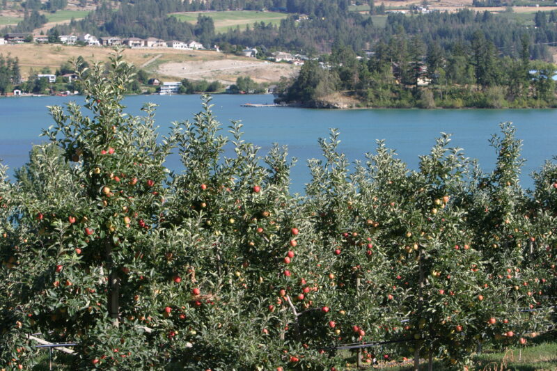 Apple Orchard in British Columbia — British Columbia, Canada, Okanagan Valley, Agriculture, Corn