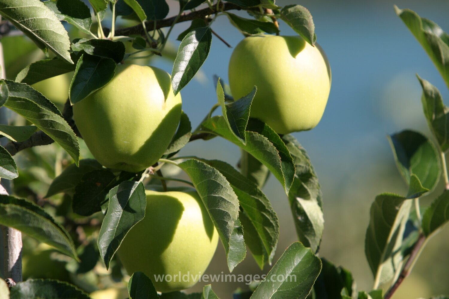 Apples on the Tree Ready for Picking