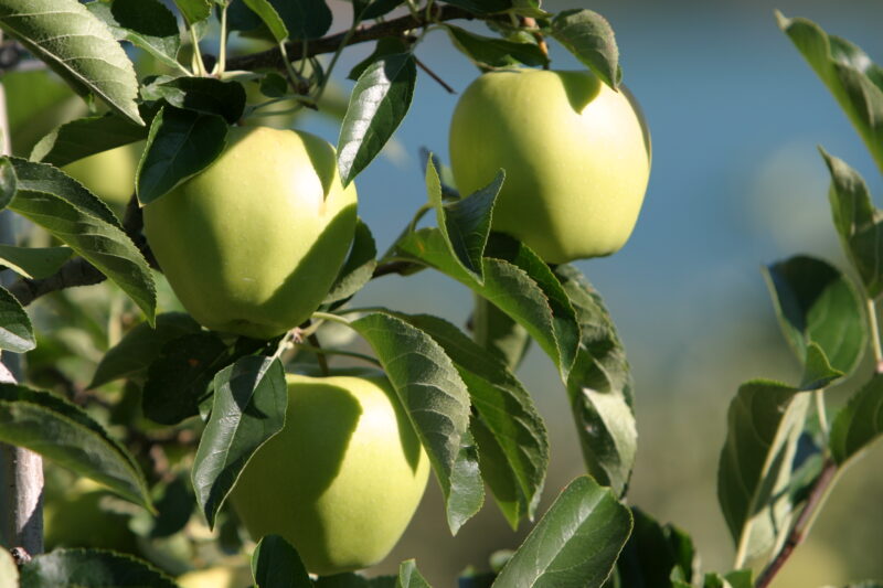 Apples on the Tree Ready for Picking — Apples on the tree, ripe for the picking, (and eating!) — British Columbia, Canada, Okanagan Valley, Agriculture, Fruit