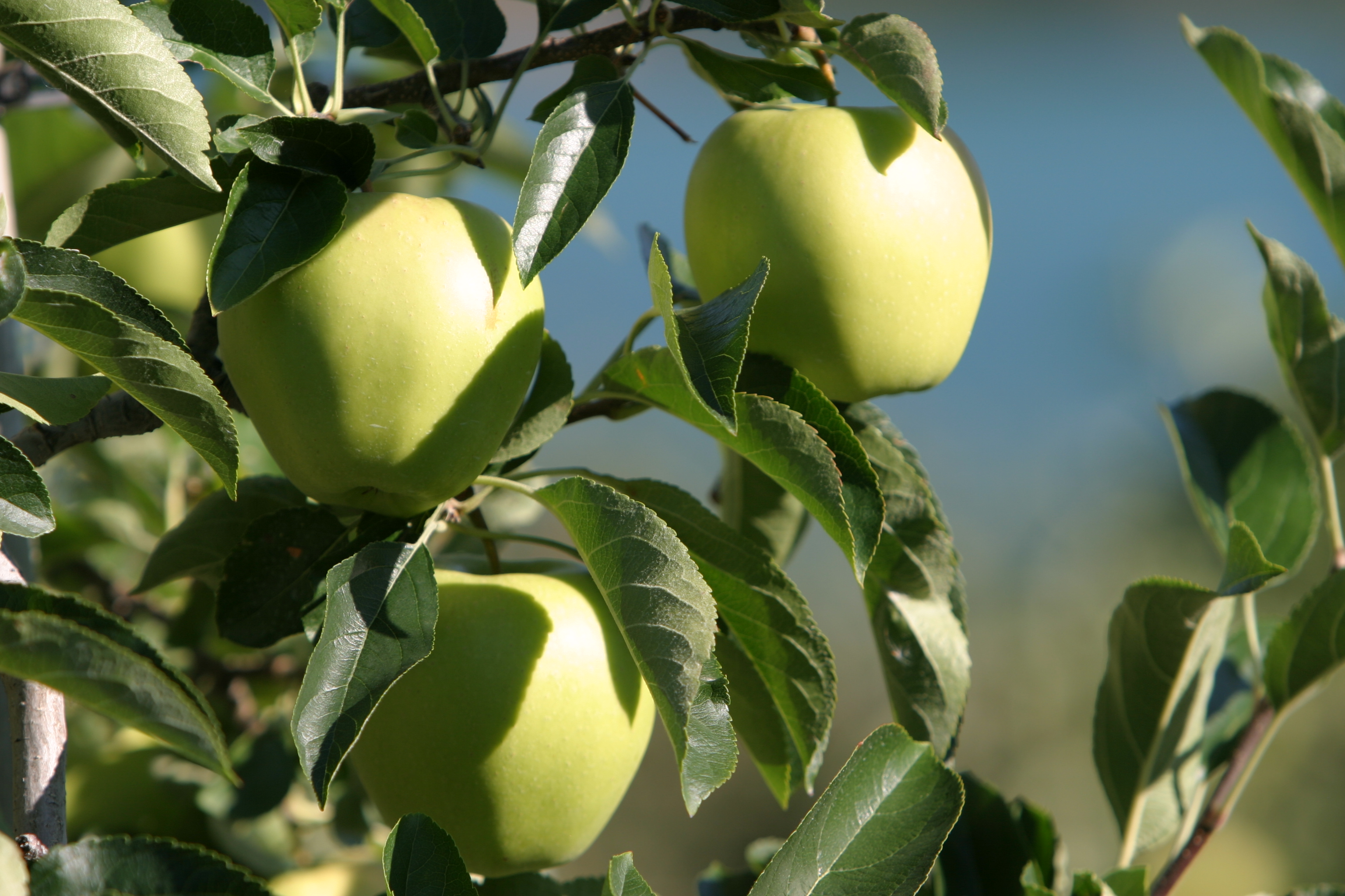 Apples on the Tree Ready for Picking