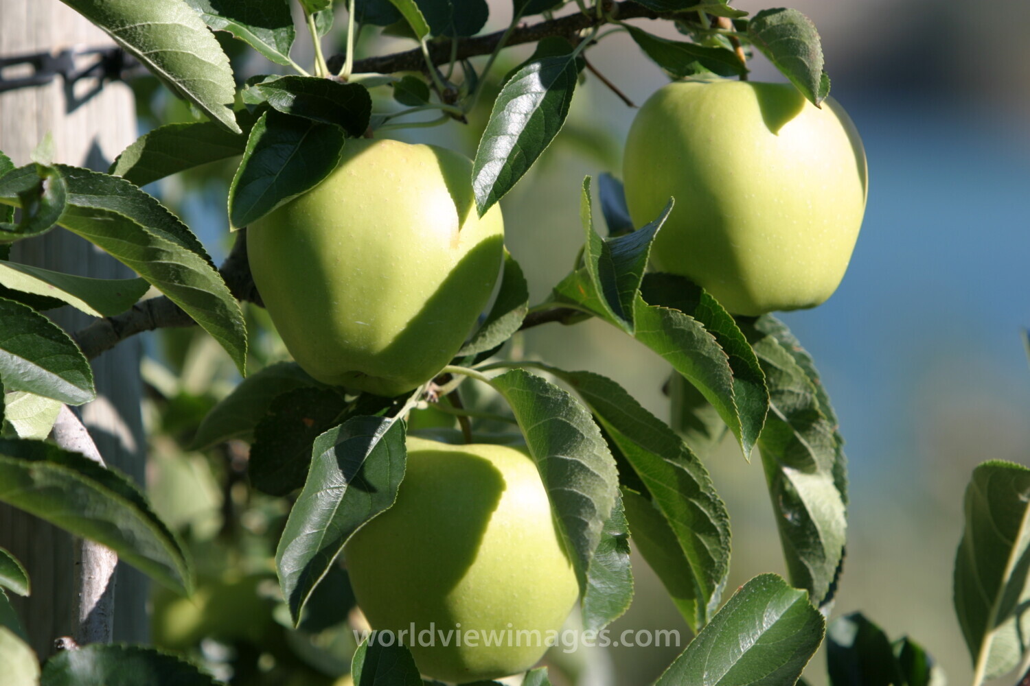 Apples on the Tree Ready for Picking