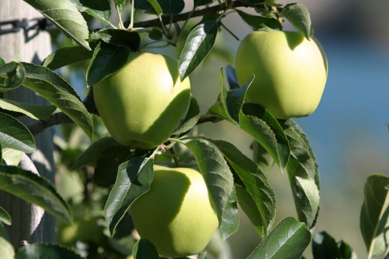 Apples on the Tree Ready for Picking — Apples on the tree, ripe for the picking, (and eating!) — British Columbia, Canada, Okanagan Valley, Agriculture, Fruit