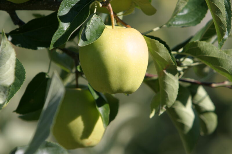 Apples on the Tree Ready for Picking — Apples on the tree, ripe for the picking, (and eating!) — British Columbia, Canada, Okanagan Valley, Agriculture, Fruit