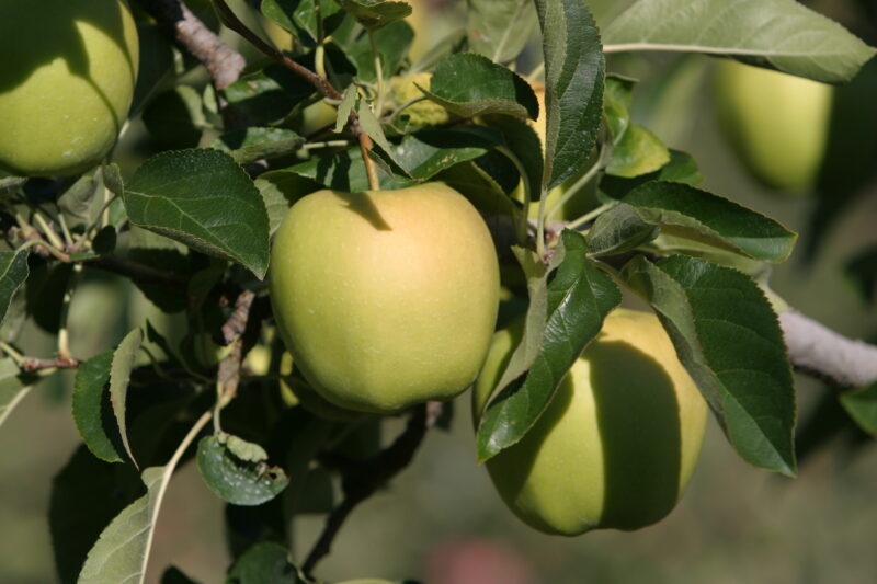 Apples on the Tree Ready for Picking — Apples on the tree, ripe for the picking, (and eating!) — British Columbia, Canada, Okanagan Valley, Agriculture, Fruit