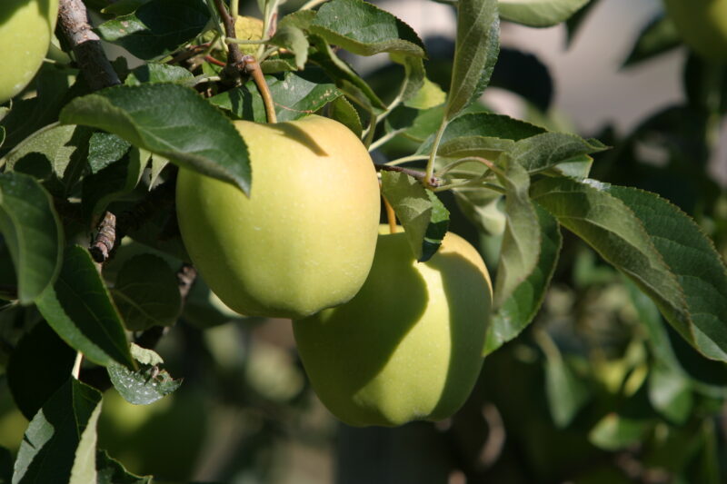 Apples on the Tree Ready for Picking — Apples on the tree, ripe for the picking, (and eating!) — British Columbia, Canada, Okanagan Valley, Agriculture, Fruit