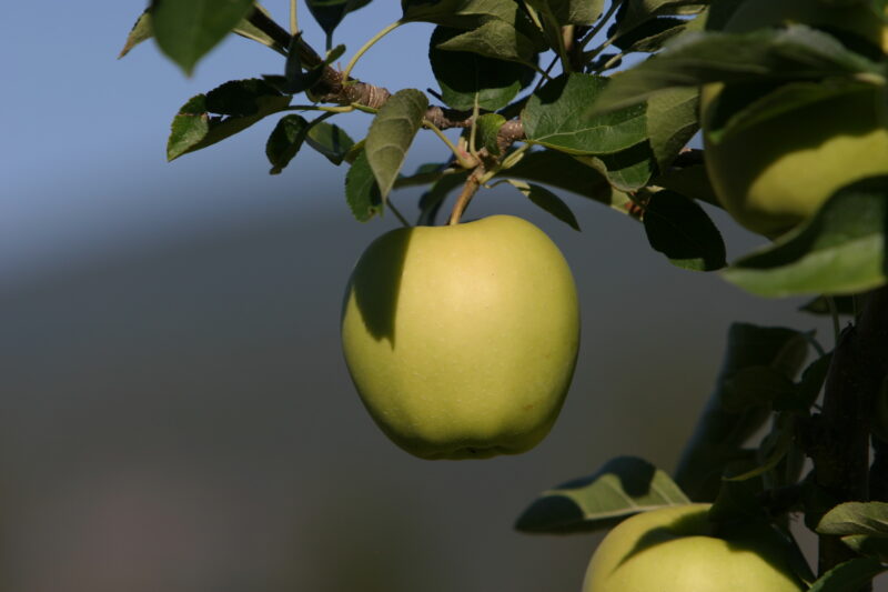 Apples on the Tree Ready for Picking — Apples on the tree, ripe for the picking, (and eating!) — British Columbia, Canada, Okanagan Valley, Agriculture, Fruit