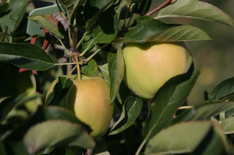 Apples on the Tree Ready for Picking — Apples on the tree, ripe for the picking, (and eating!) — British Columbia, Canada, Okanagan Valley, Agriculture, Fruit
