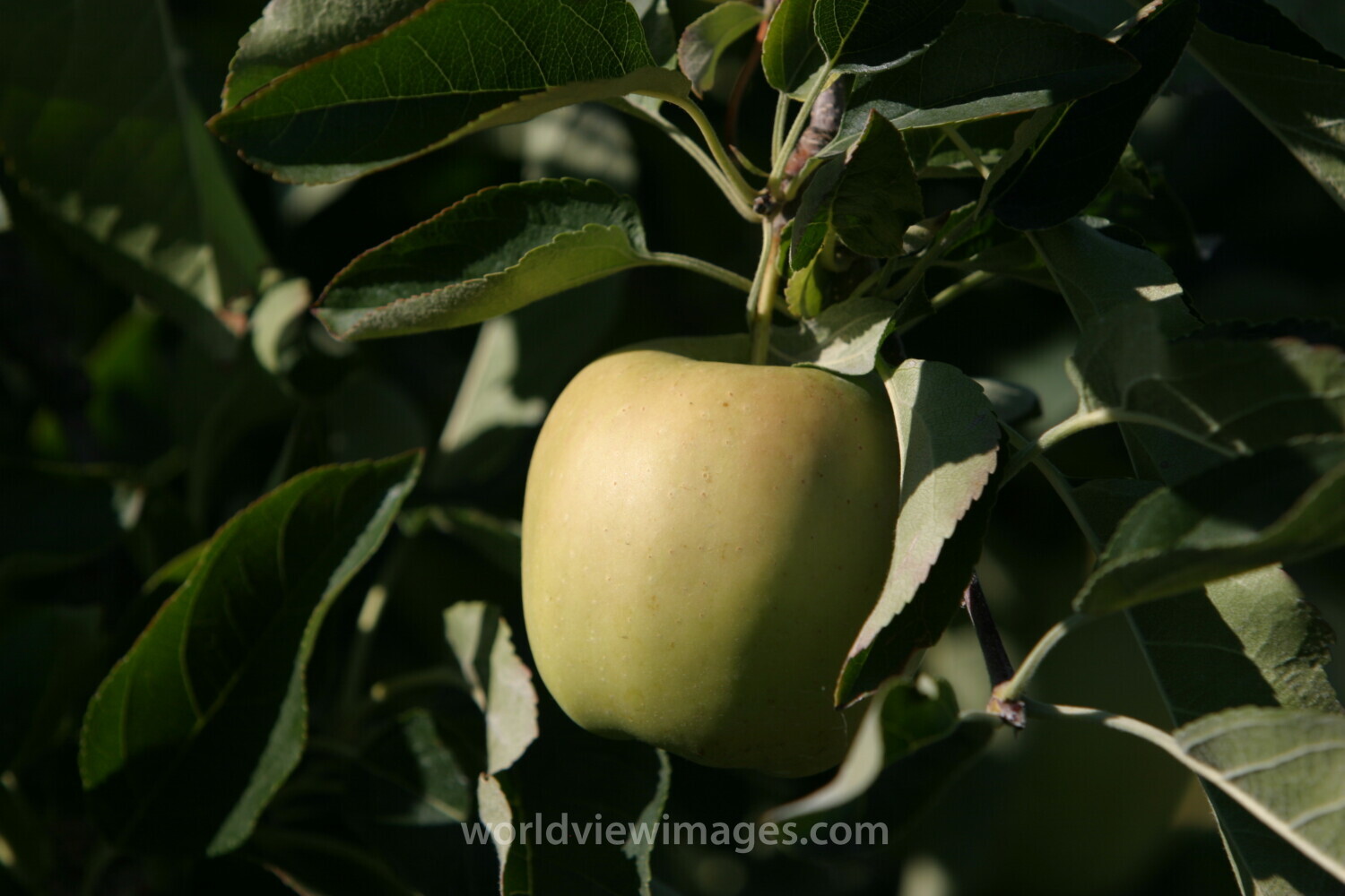 Apples on the Tree Ready for Picking