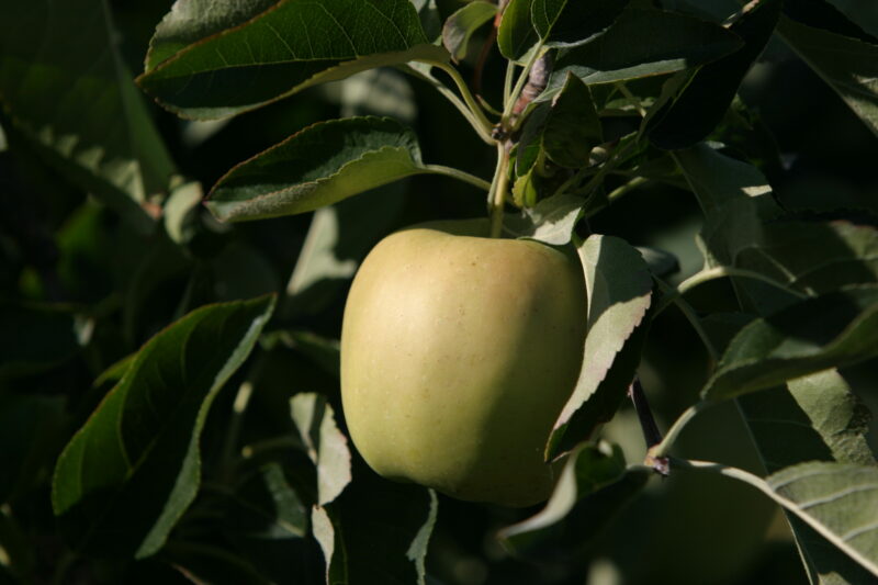 Apples on the Tree Ready for Picking — Apples on the tree, ripe for the picking, (and eating!) — British Columbia, Canada, Okanagan Valley, Agriculture, Fruit