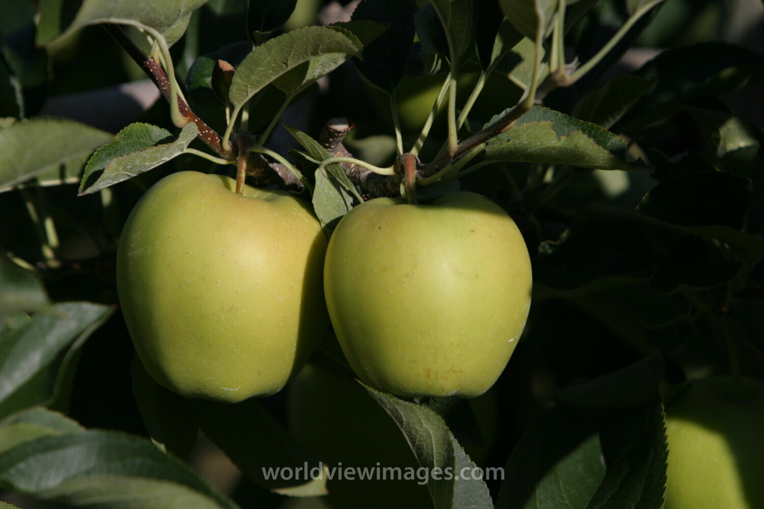 Apples on the Tree Ready for Picking