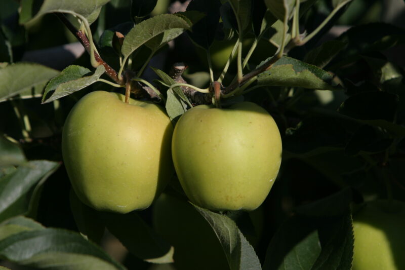 Apples on the Tree Ready for Picking — Apples on the tree, ripe for the picking, (and eating!) — British Columbia, Canada, Okanagan Valley, Agriculture, Fruit