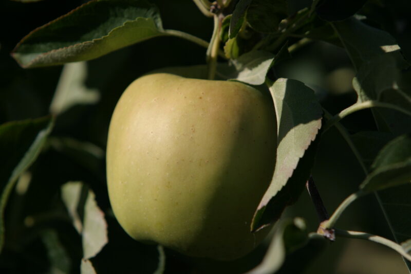 Apples on the Tree Ready for Picking — Apples on the tree, ripe for the picking, (and eating!) — British Columbia, Canada, Okanagan Valley, Agriculture, Fruit