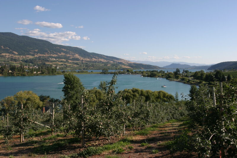 Apple Orchard in British Columbia — British Columbia, Canada, Okanagan Valley, Agriculture, Corn