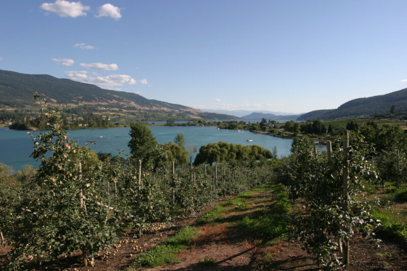 Apple Orchard in British Columbia — British Columbia, Canada, Okanagan Valley, Agriculture, Corn