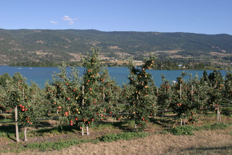 Apple Orchard in British Columbia — British Columbia, Canada, Okanagan Valley, Agriculture, Corn