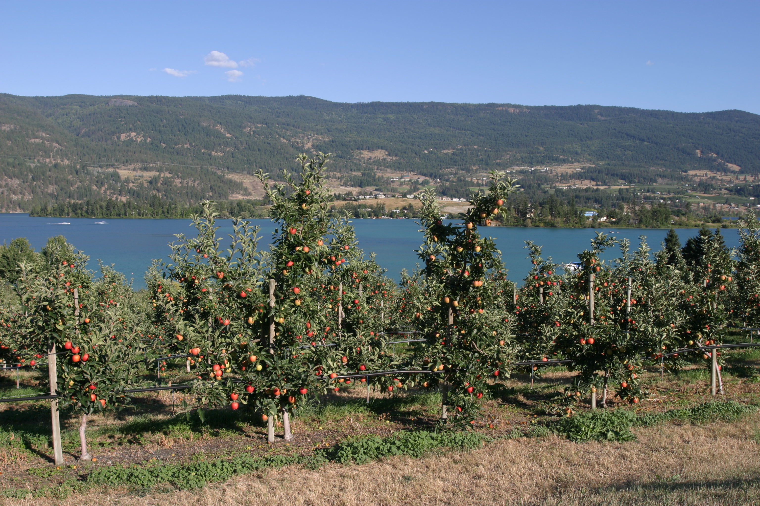 Apple Orchard in British Columbia