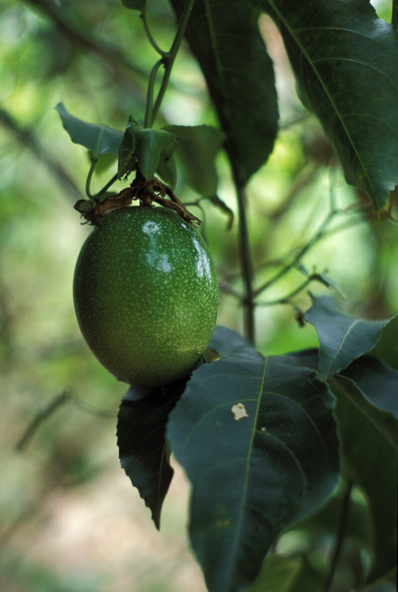 WVI_008196 — Dominican Republic, Flowers