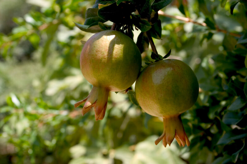 Pomegranates on the Tree — Jordan, Israel, fruit, tree, trees