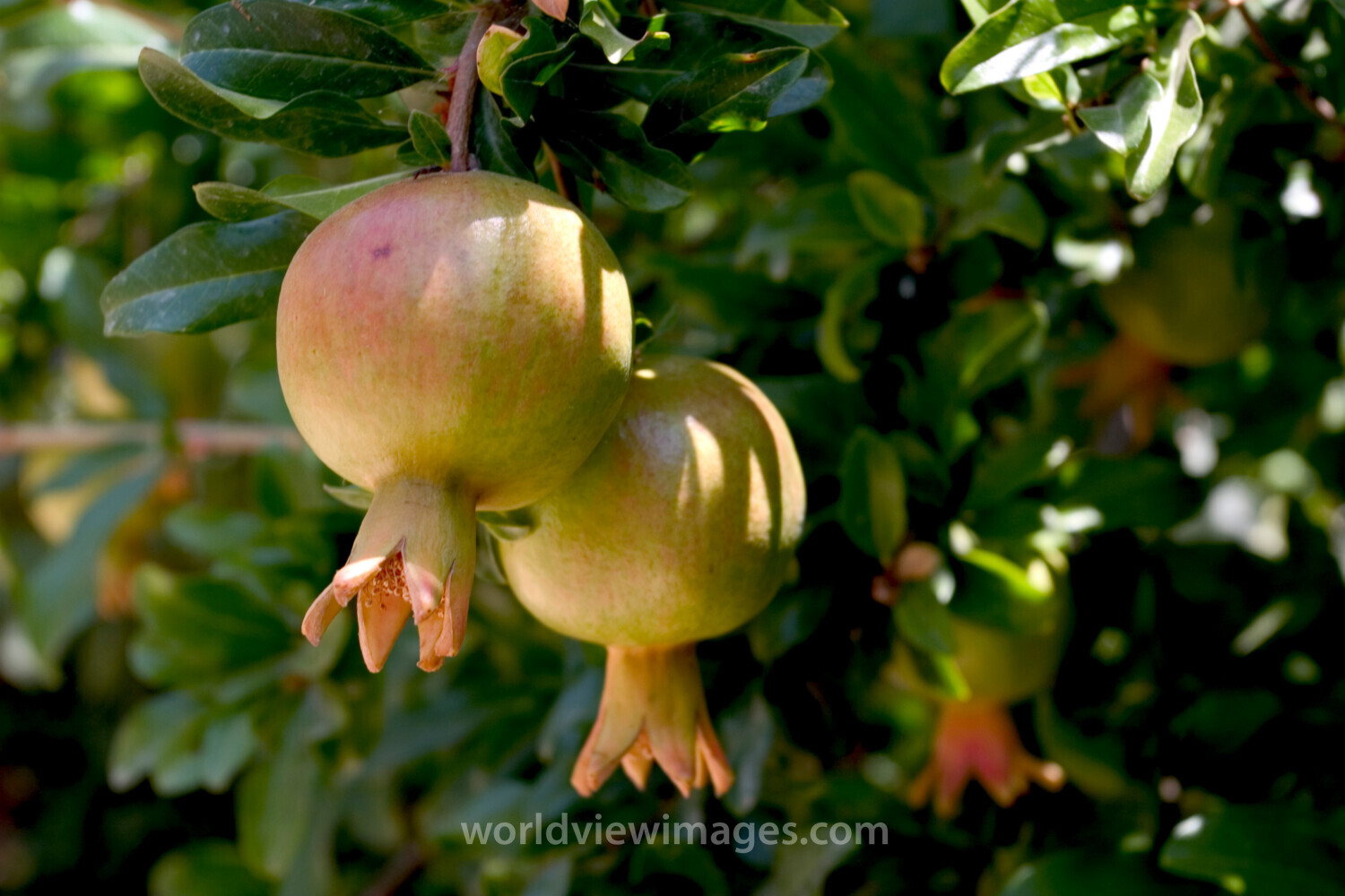 Pomegranates on the Tree