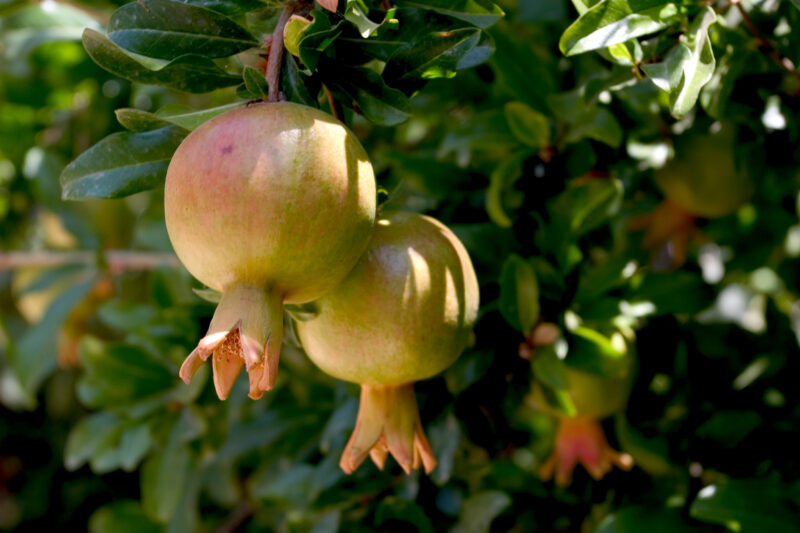 Pomegranates on the Tree — Jordan, Israel, fruit, tree, trees