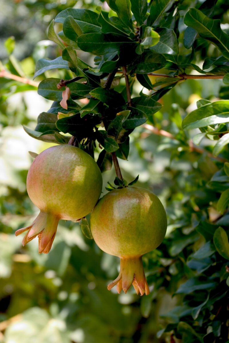 Pomegranates on the Tree — Jordan, Israel, fruit, tree, trees