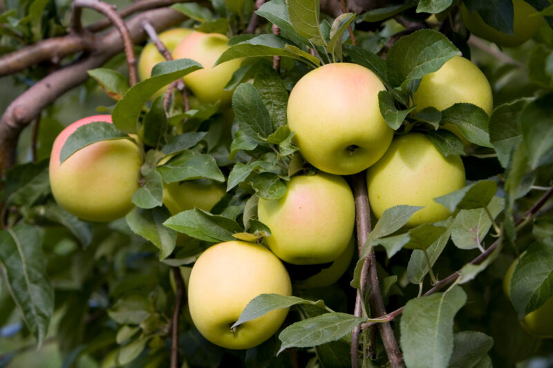 Apples on the Tree Ready for Picking — Apples on the tree, ripe for the picking, (and eating!) — Apples, ripe, fruit, green, tree