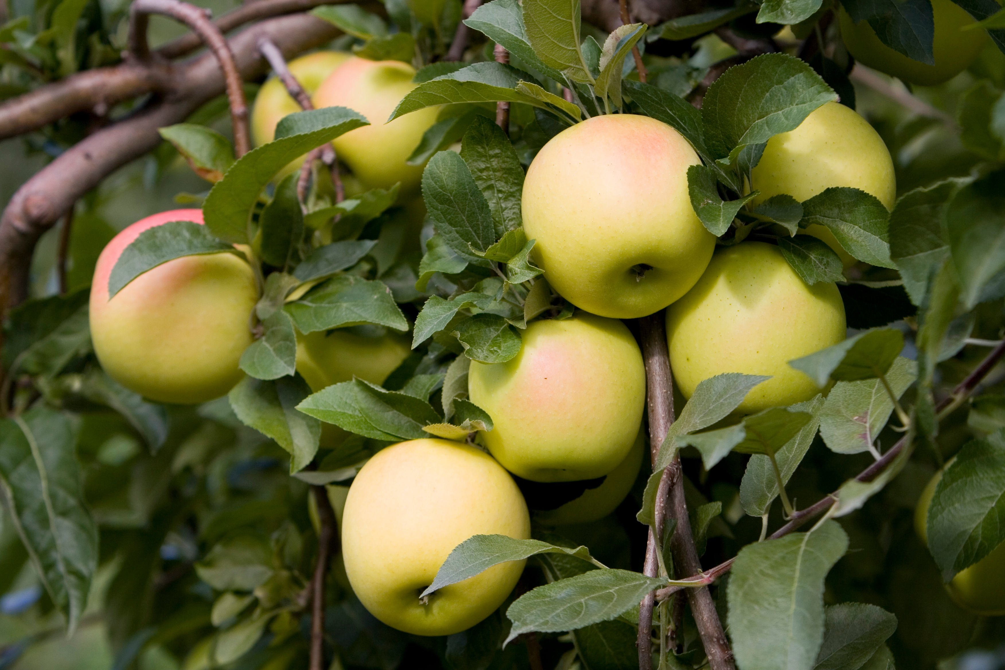 Apples on the Tree Ready for Picking
