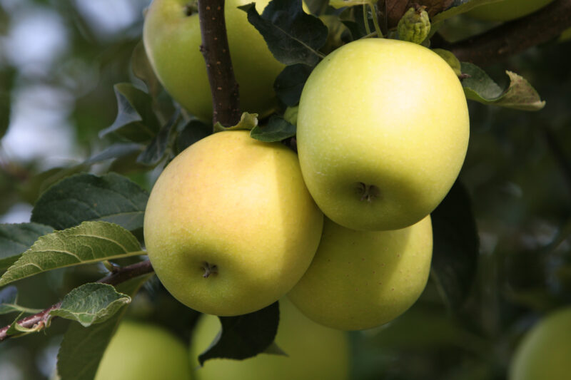 Apples on the Tree Ready for Picking — Apples on the tree, ripe for the picking, (and eating!) — Apples, ripe, fruit, green, tree
