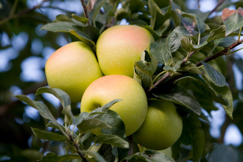 Apples on the Tree Ready for Picking — Apples on the tree, ripe for the picking, (and eating!) — Apples, ripe, fruit, green, tree
