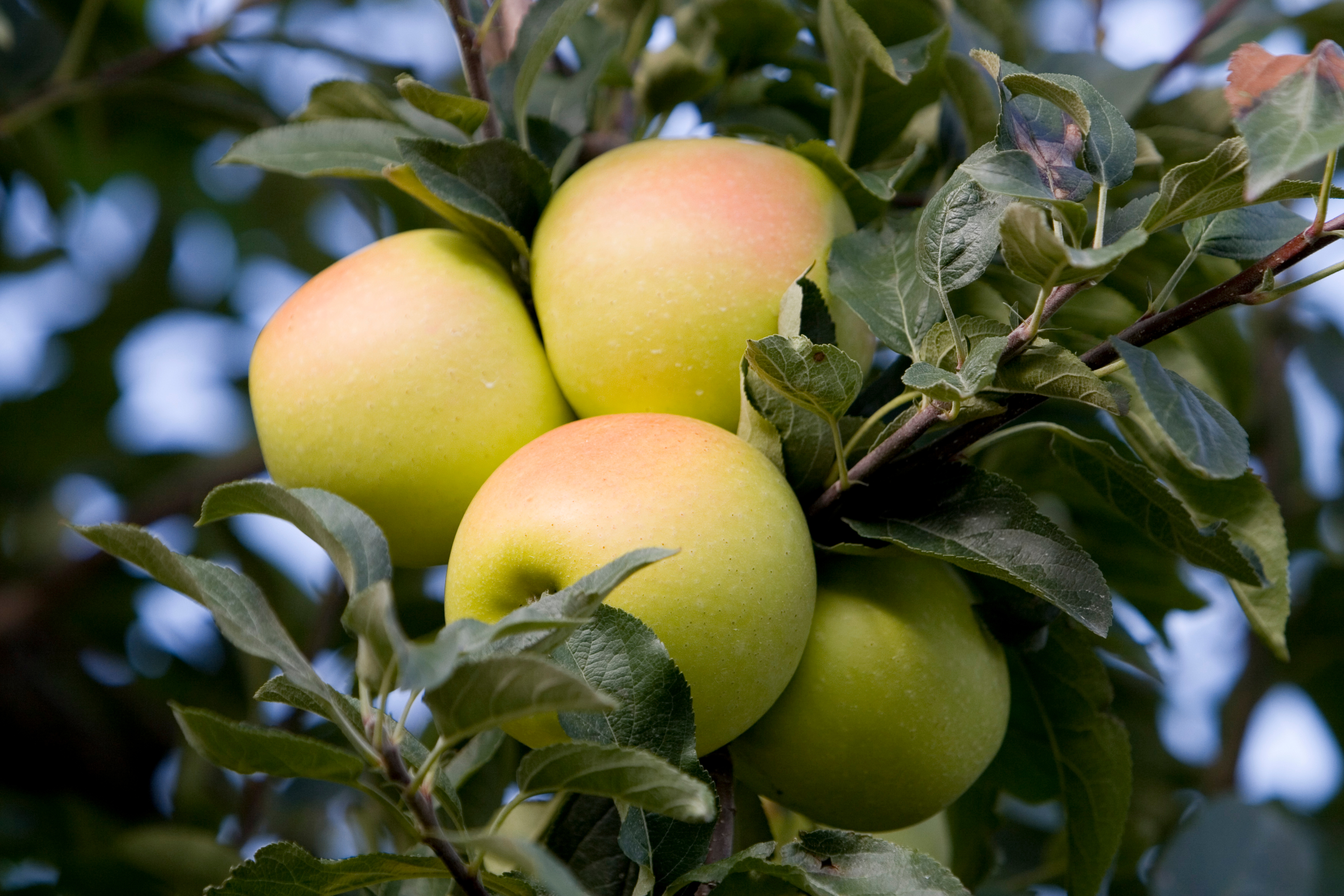 Apples on the Tree Ready for Picking