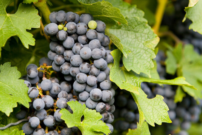 Nappa Valley — Scenic, United States, California, USA, Nappa