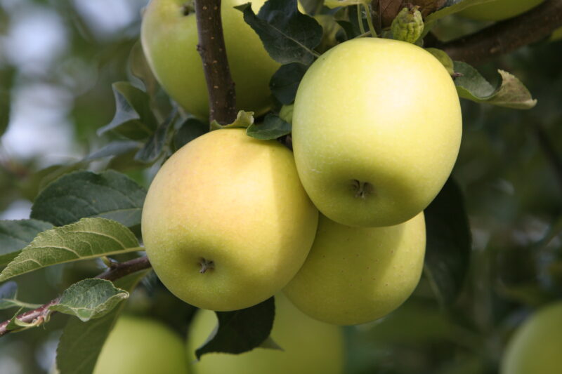 Apples on the Tree Ready for Picking — Apples on the tree, ripe for the picking, (and eating!) — Apples, ripe, fruit, green, tree