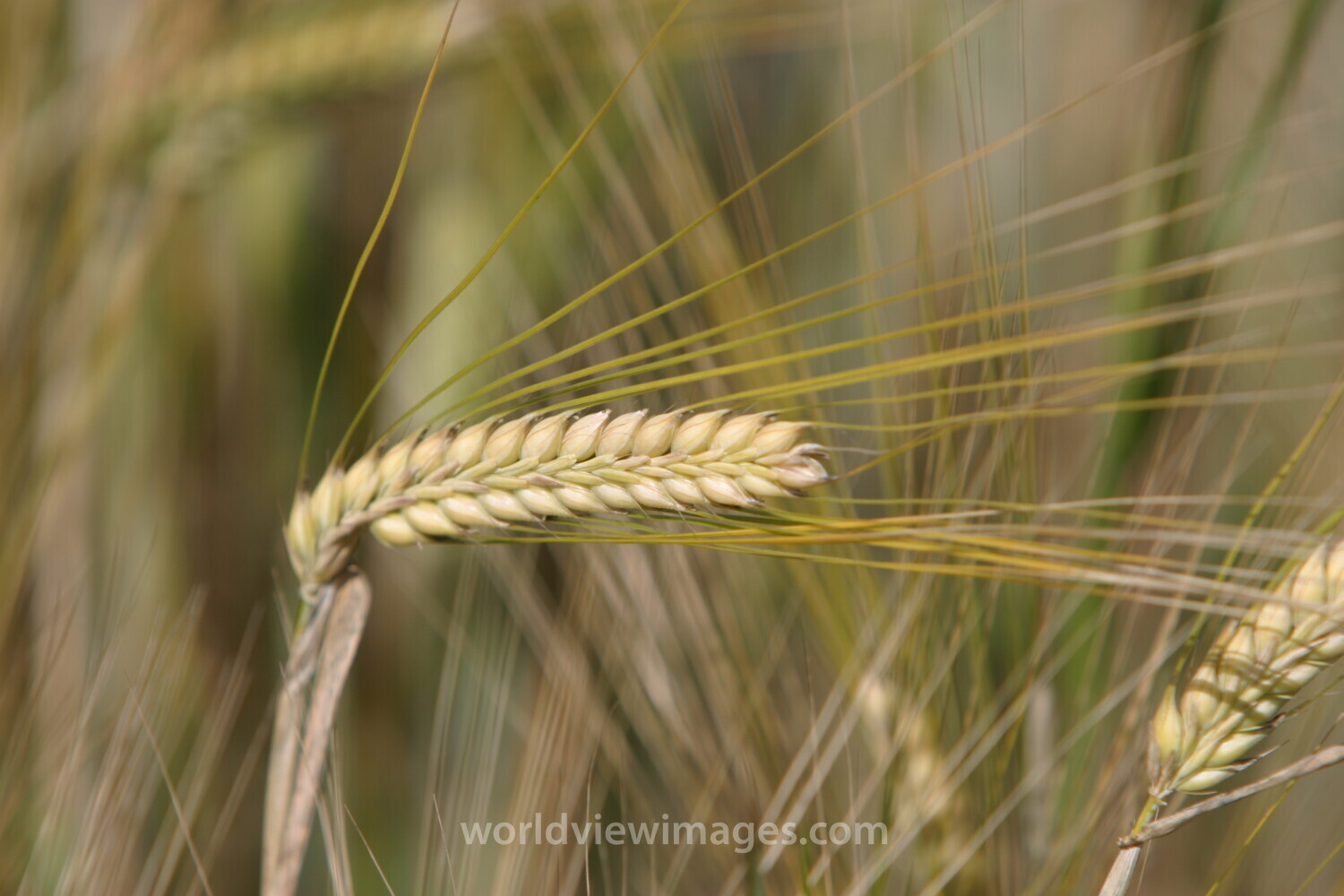 Wheat Ready to Harvest