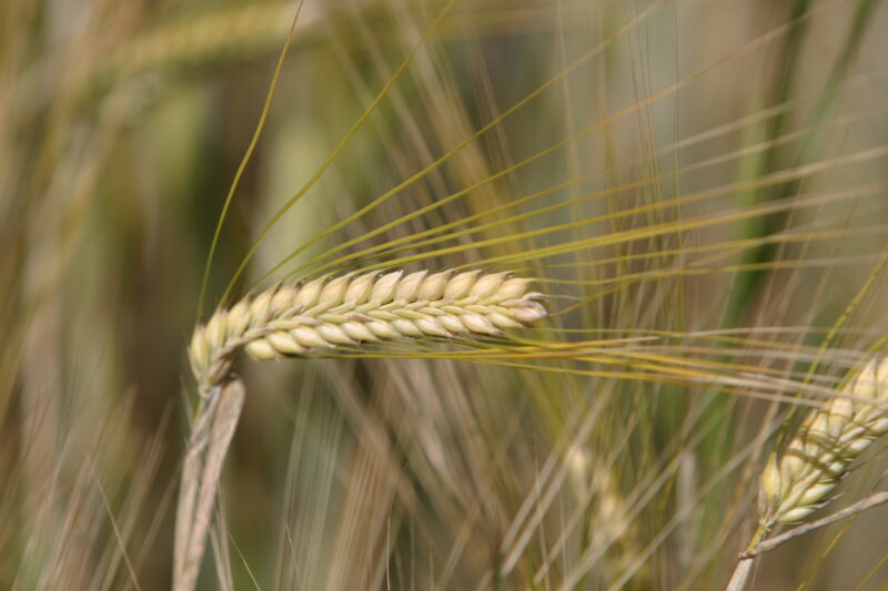 Wheat Ready to Harvest — Closeup of ripe heads of wheat, ready for harvesting — Wheat, food, grains, harvest, harvesting