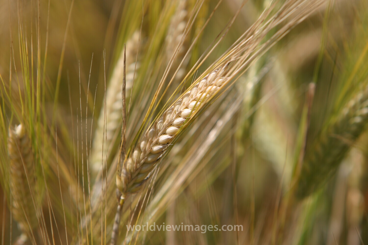 Wheat Ready to Harvest