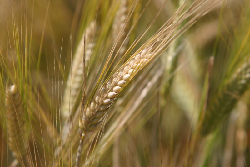 Wheat Ready to Harvest — Closeup of ripe heads of wheat, ready for harvesting — Wheat, food, grains, harvest, harvesting